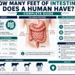 how many feet of intestines does a human have
