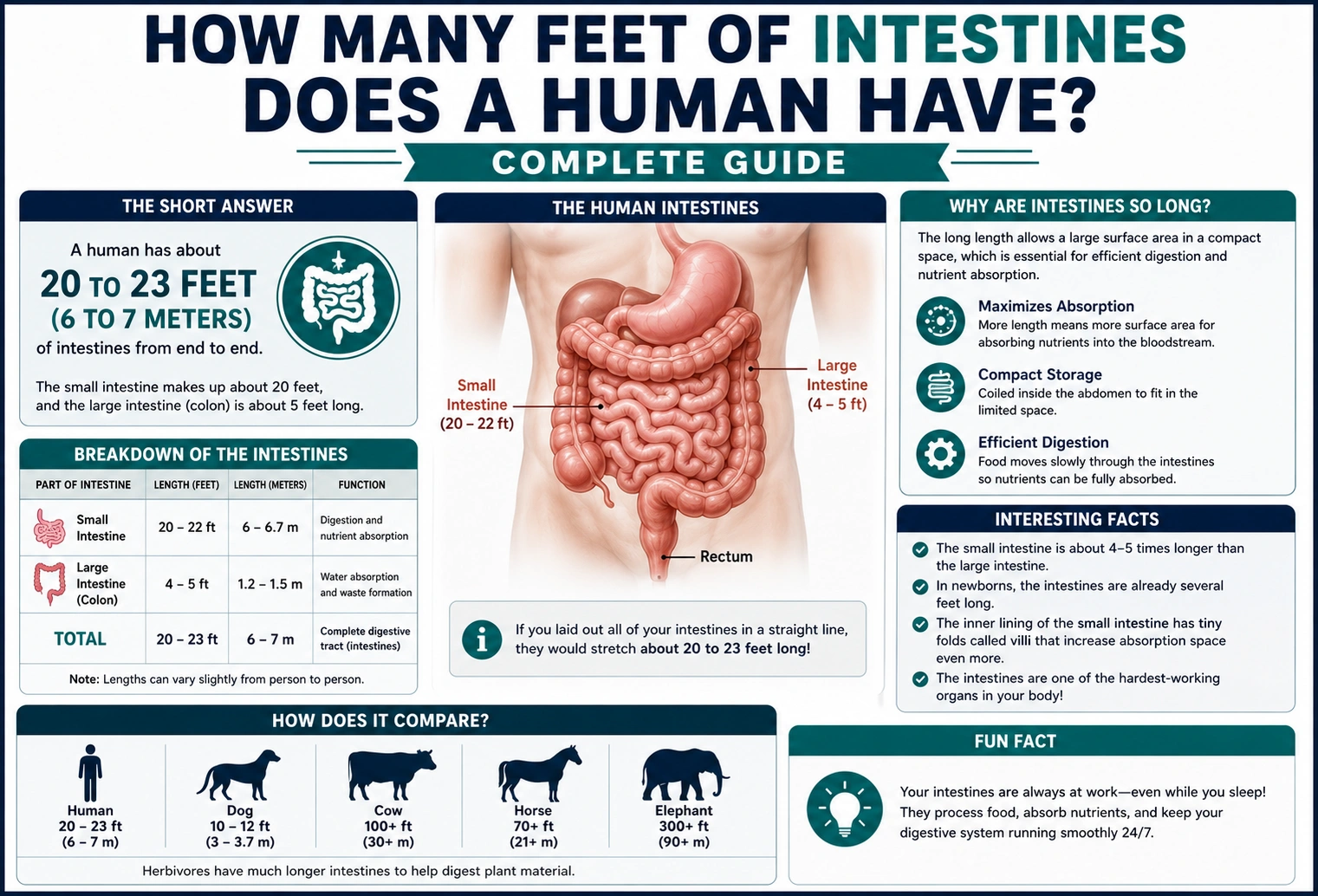 how many feet of intestines does a human have