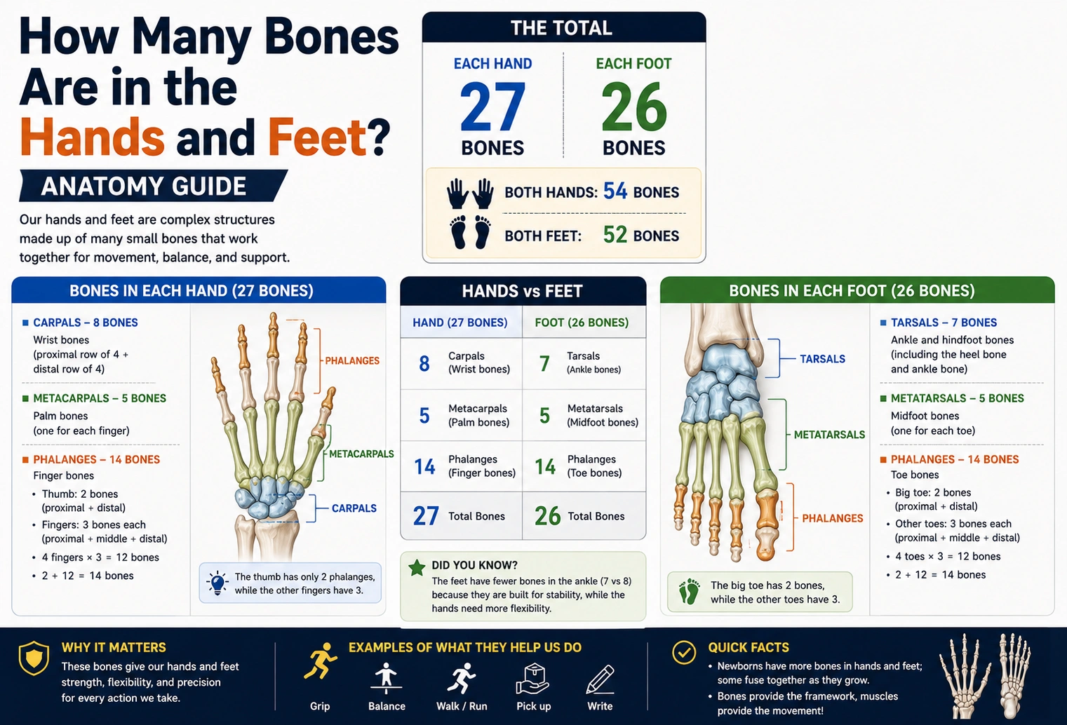 how many bones are in the hands and feet