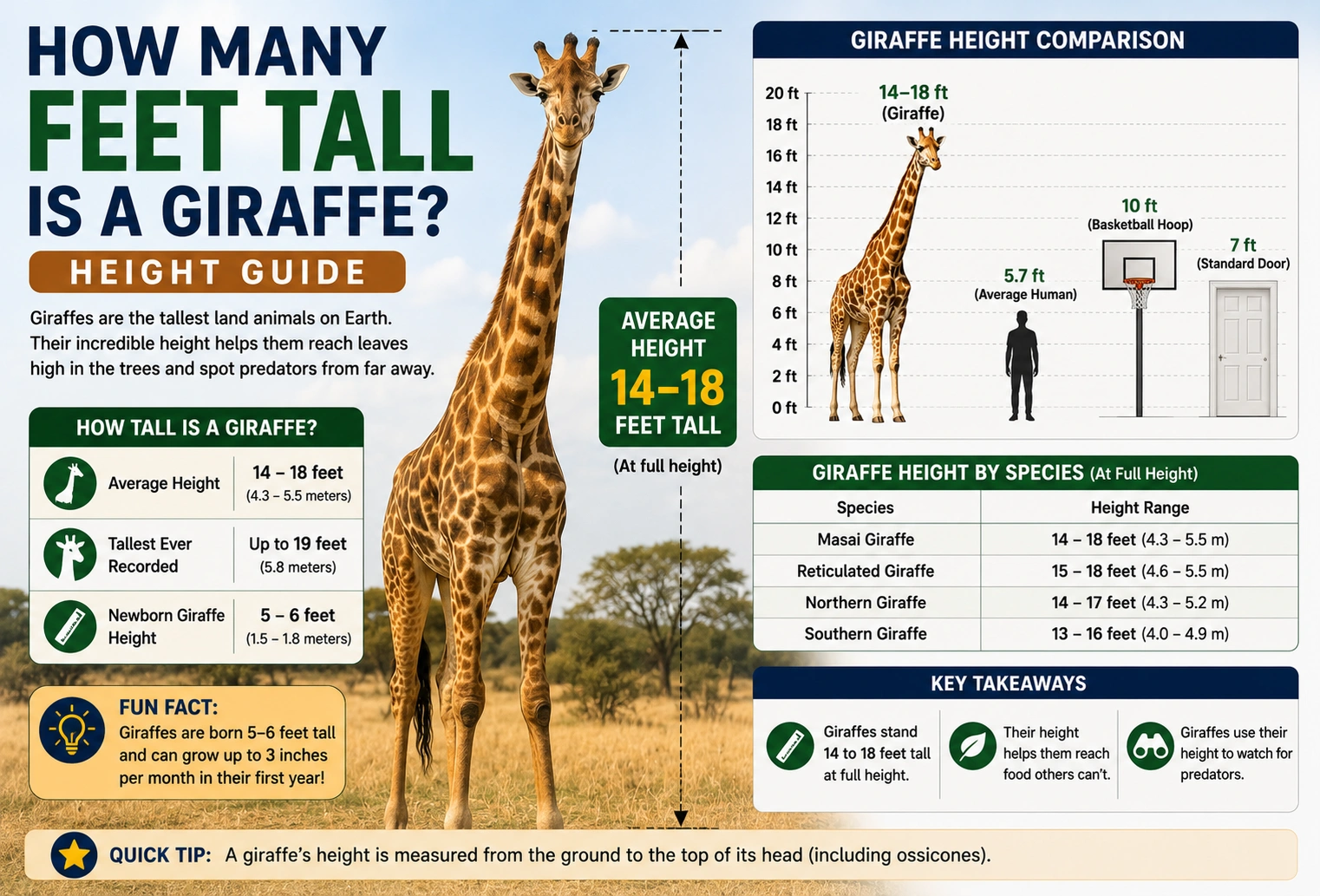 How Many Feet Tall Is a Giraffe